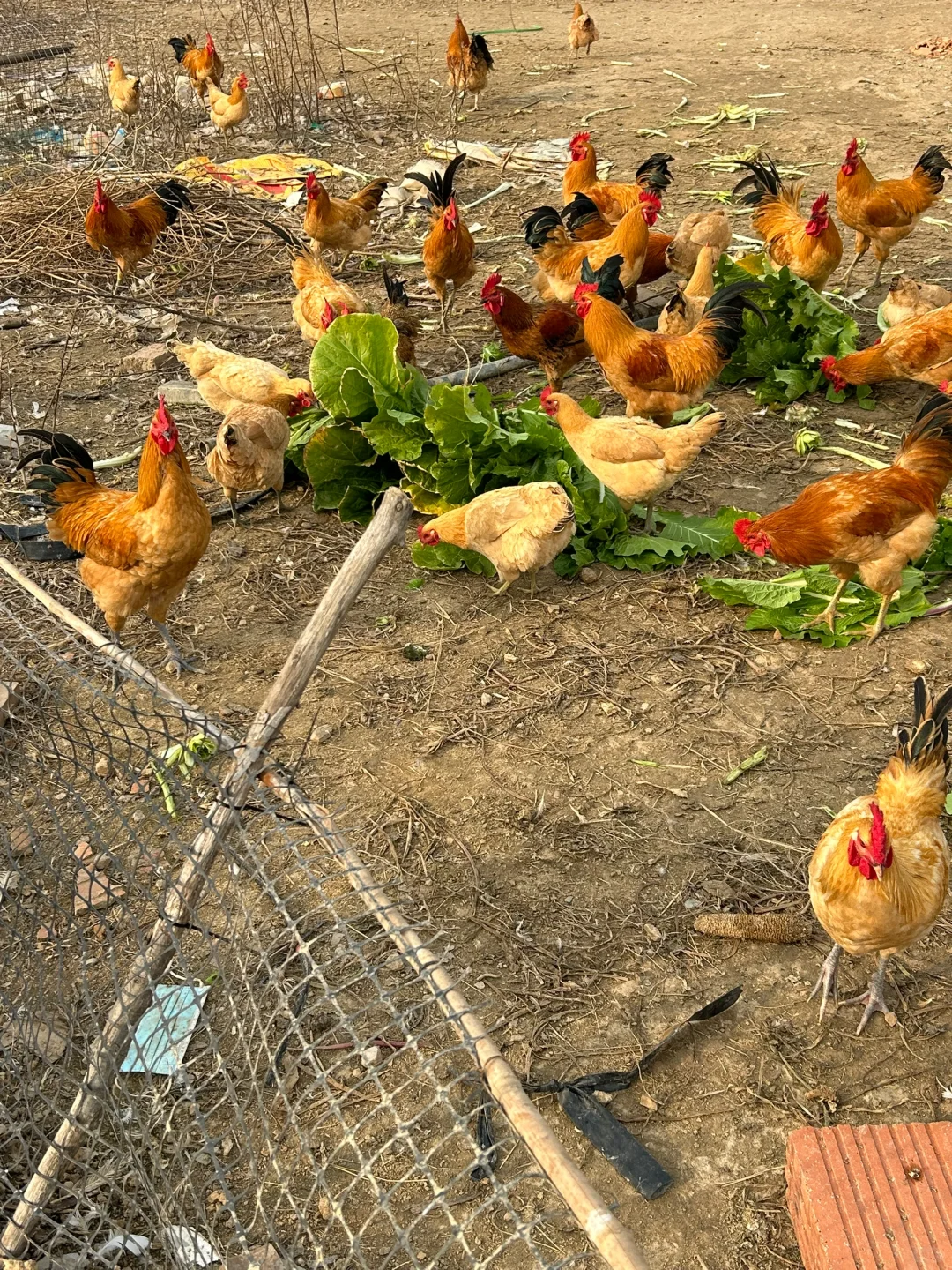 🐔正宗土鸡，城里买不到，农村卖不掉