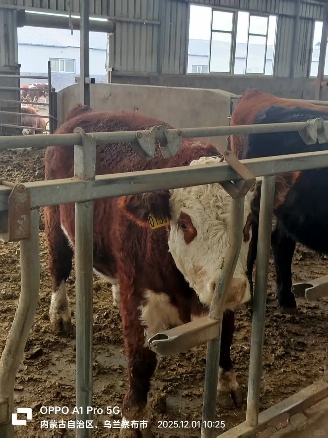 乌兰察布大宗贸易考察