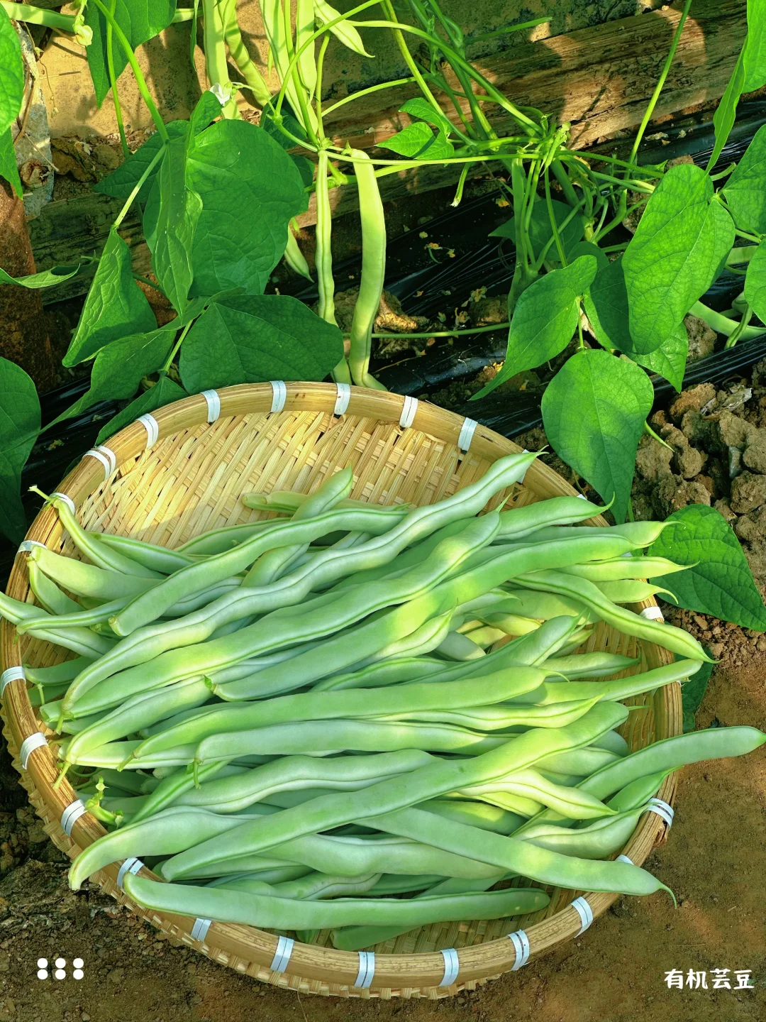 🌱从田间到舌尖 | 解锁生态农业的治愈