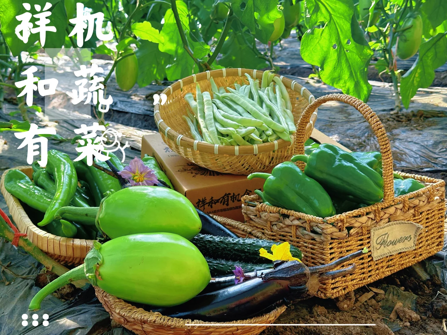 🌱从田间到舌尖 | 解锁生态农业的治愈