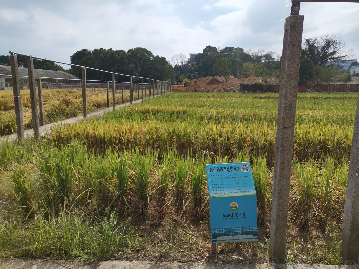 江西农业大学水稻田