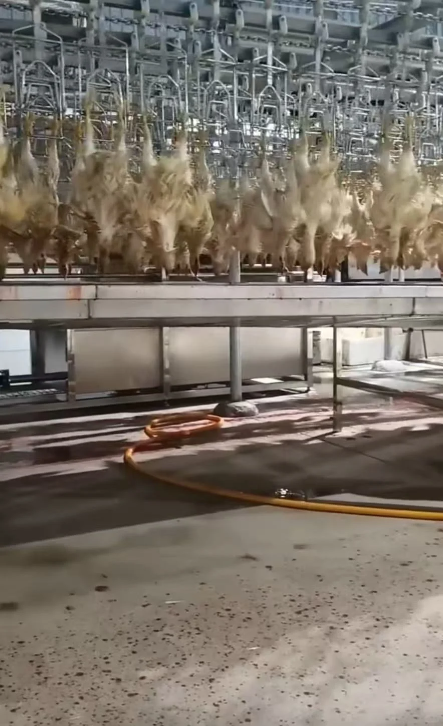 屠宰厂生鲜鸡直销！