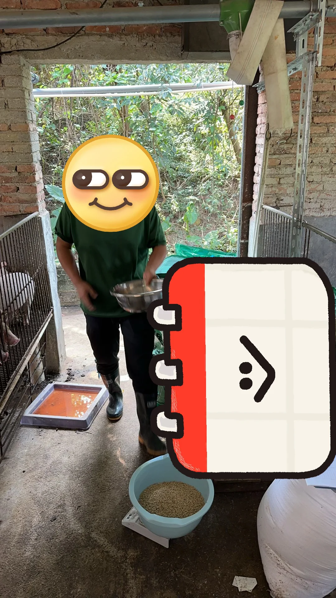 兽医专业毕业后进猪场——产房篇