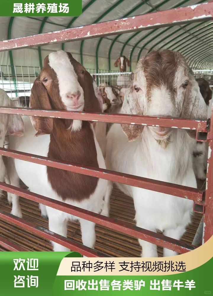 忻州宠物羊养殖场