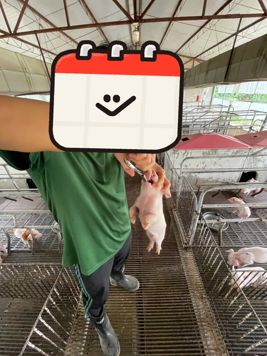 兽医专业毕业后进猪场——产房篇