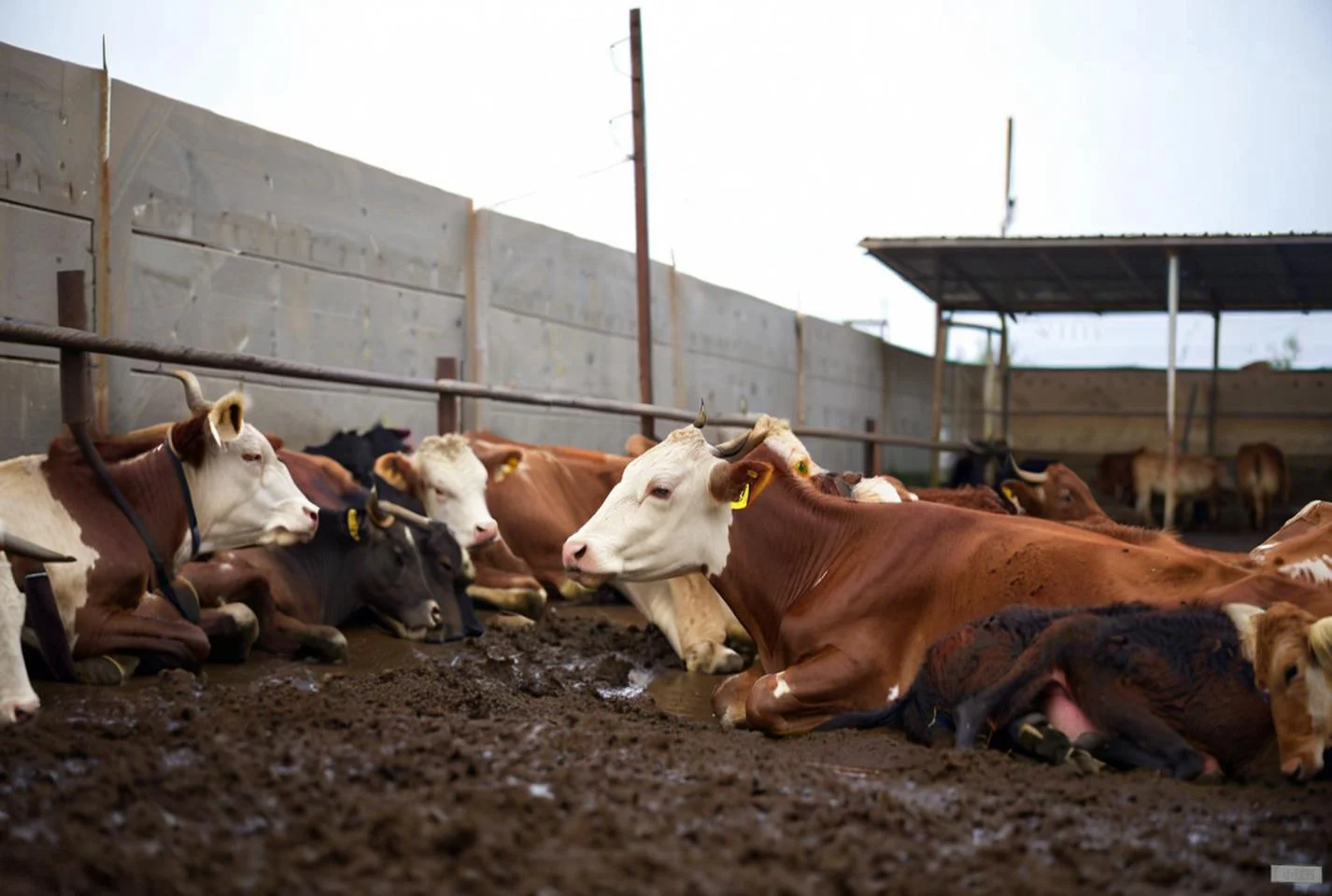 牛站立不起来的解决办法