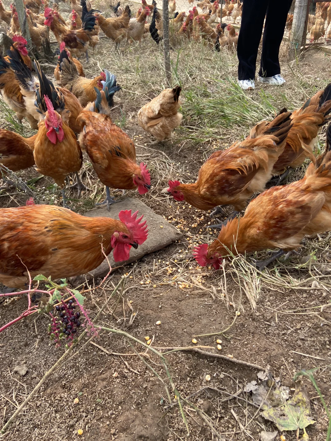 为什么农家散养土鸡更好？不懂的进来看看😱