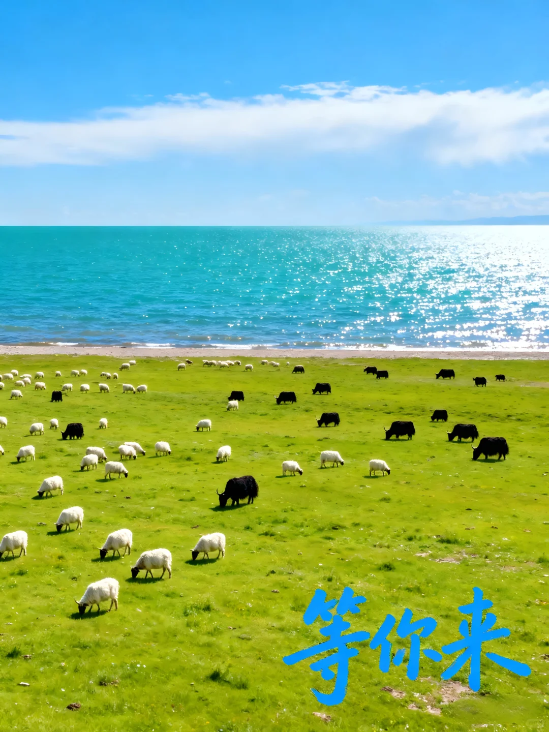 如果在青海认养一只羊，你想叫它啥名呢？