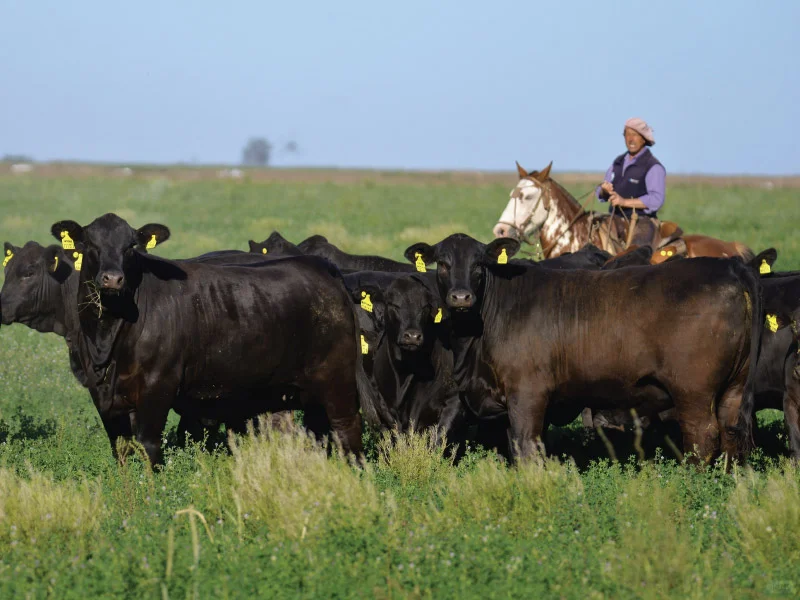 如何实施动物福利？🐄🌱