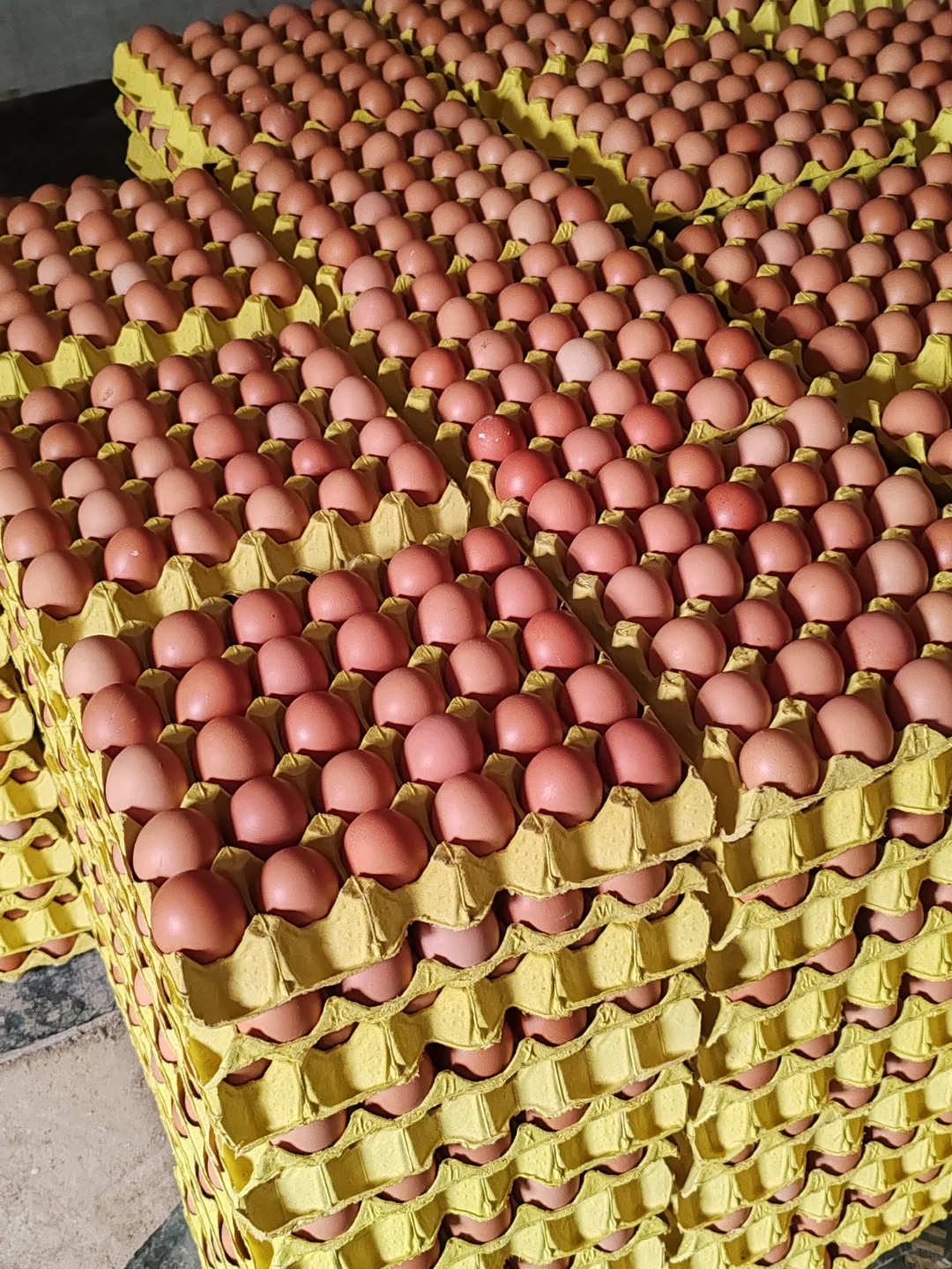 看看你们的鸡场，好可爱啊！