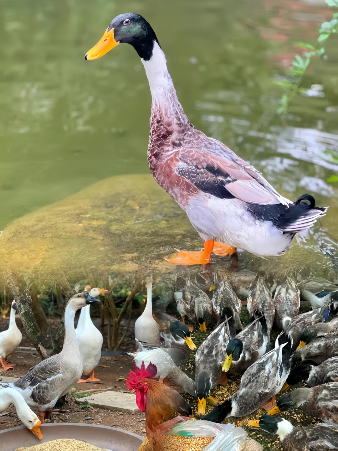绍兴平水散养的山地鸡鸭鹅🐔肉质Q弹