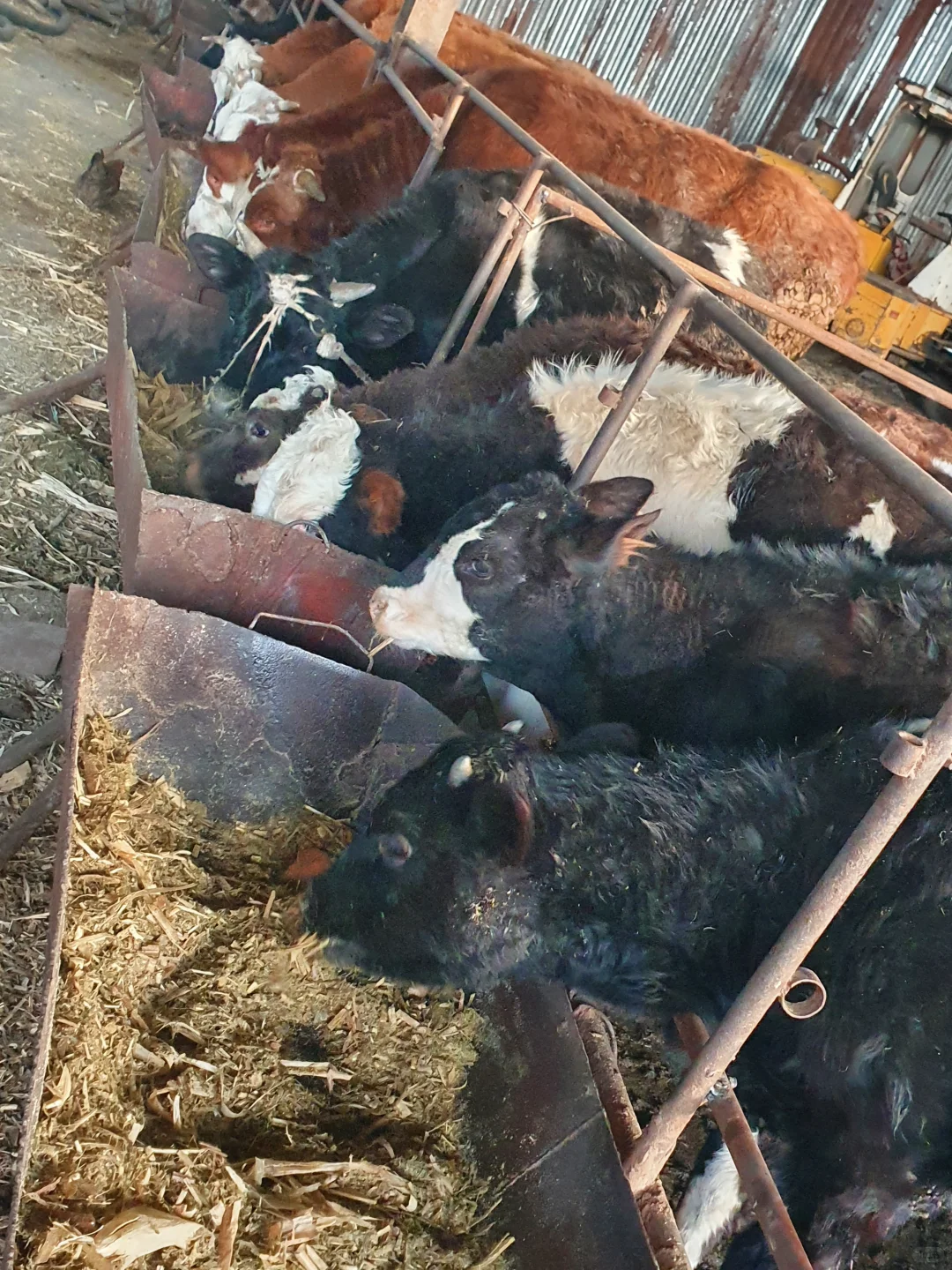 自家牛场之－小牛🐮