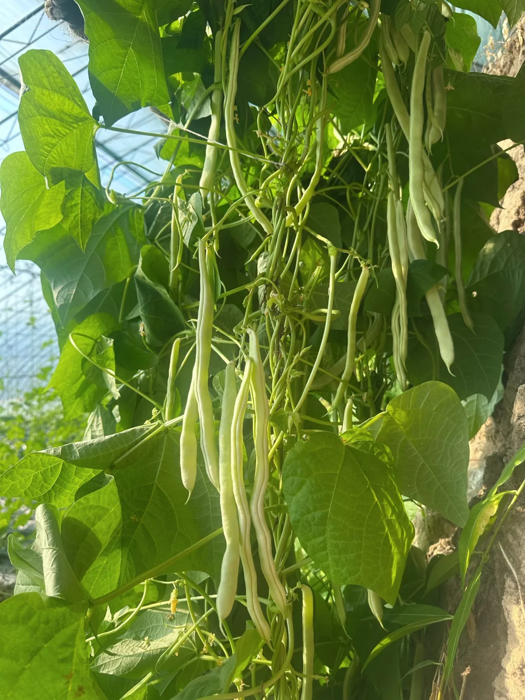 🌱从田间到舌尖 | 解锁生态农业的治愈