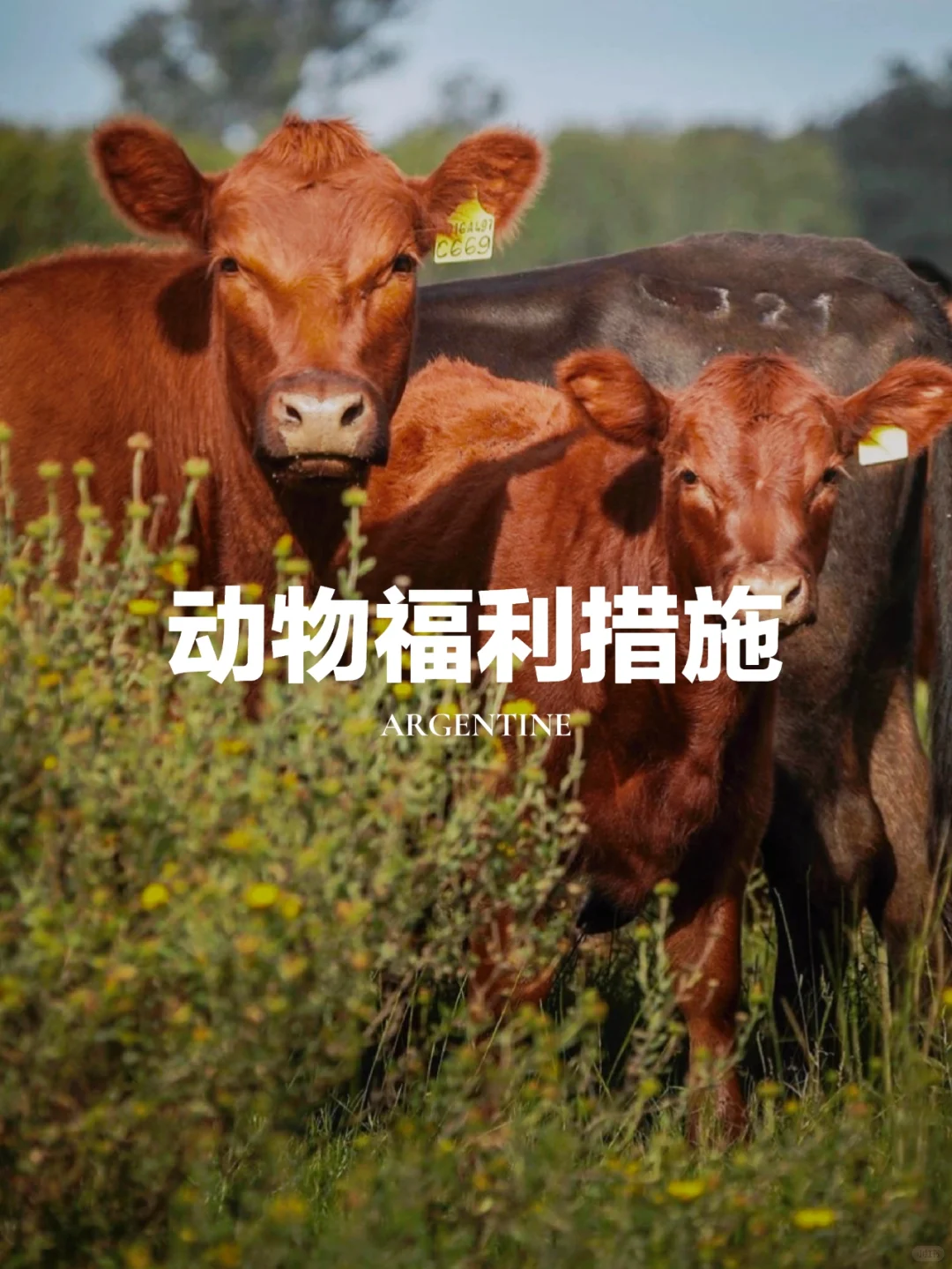 如何实施动物福利？🐄🌱
