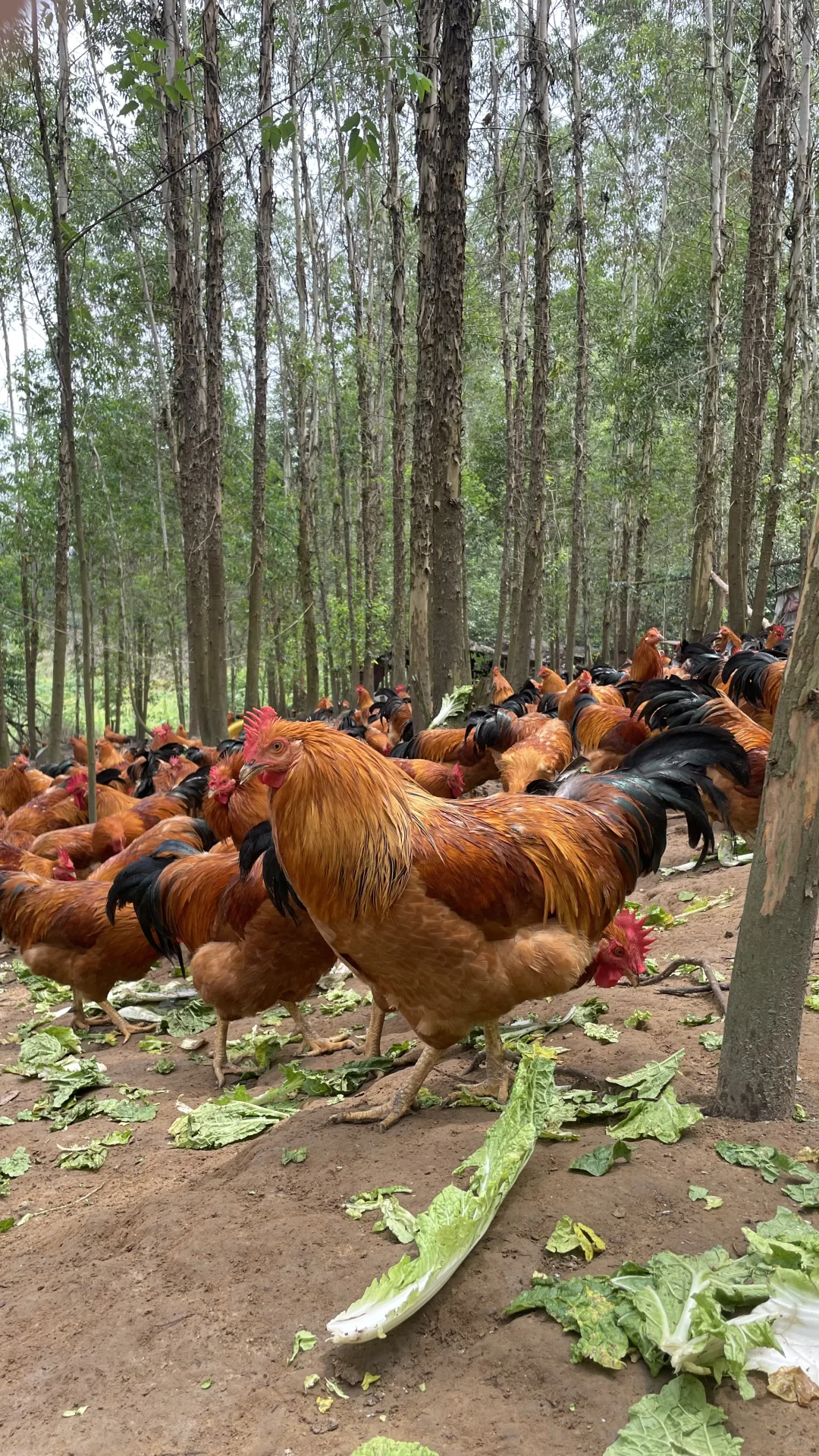 放养土鸡依山傍水