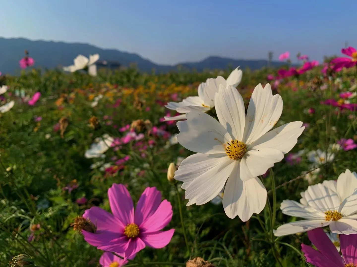 佛山农科院|限时免费开放❗最全攻略来啦