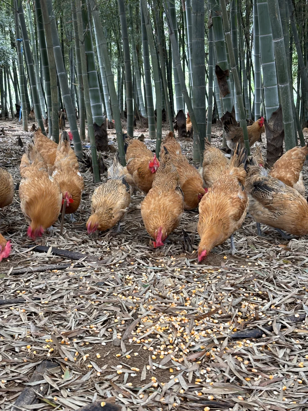 为什么农家散养土鸡更好？不懂的进来看看😱