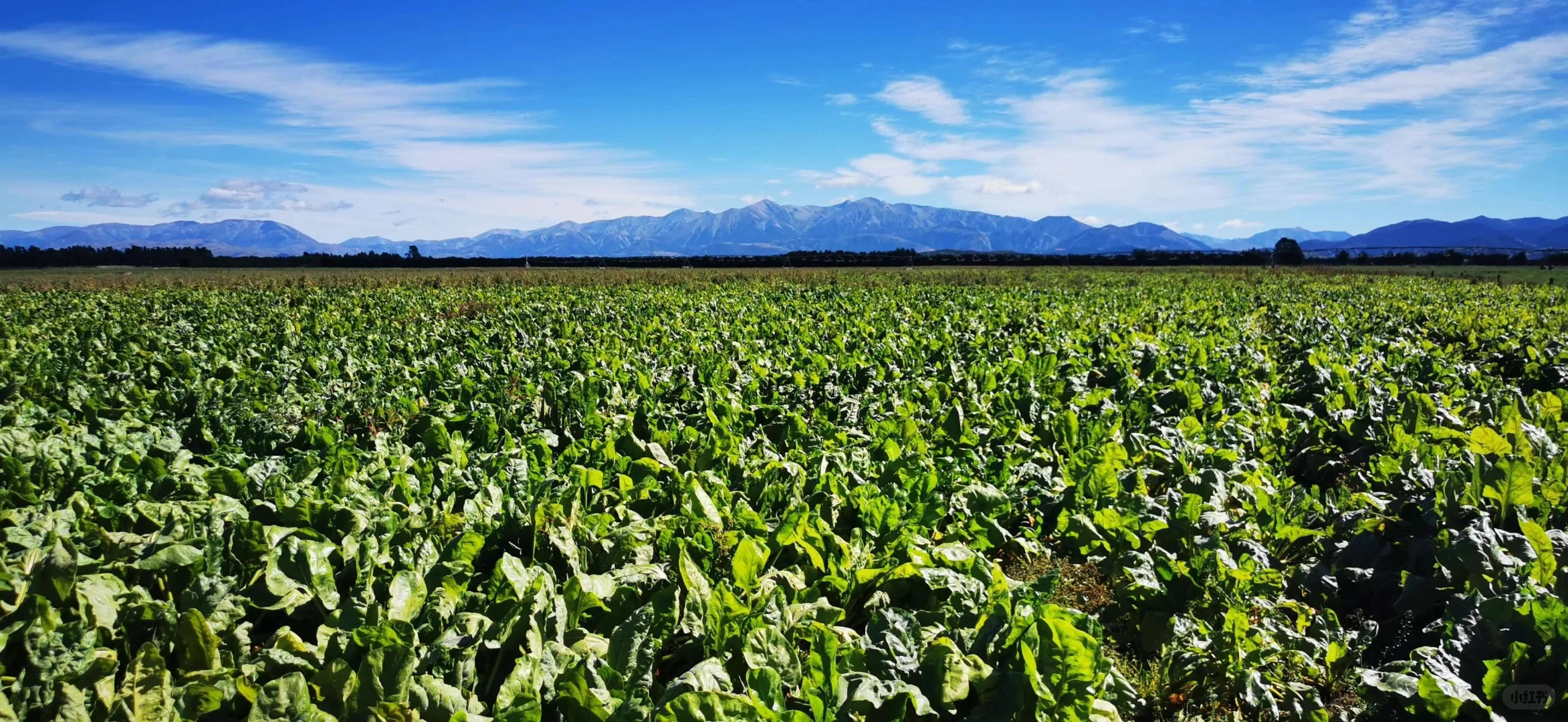 我们实现了从牧场直接到您餐桌