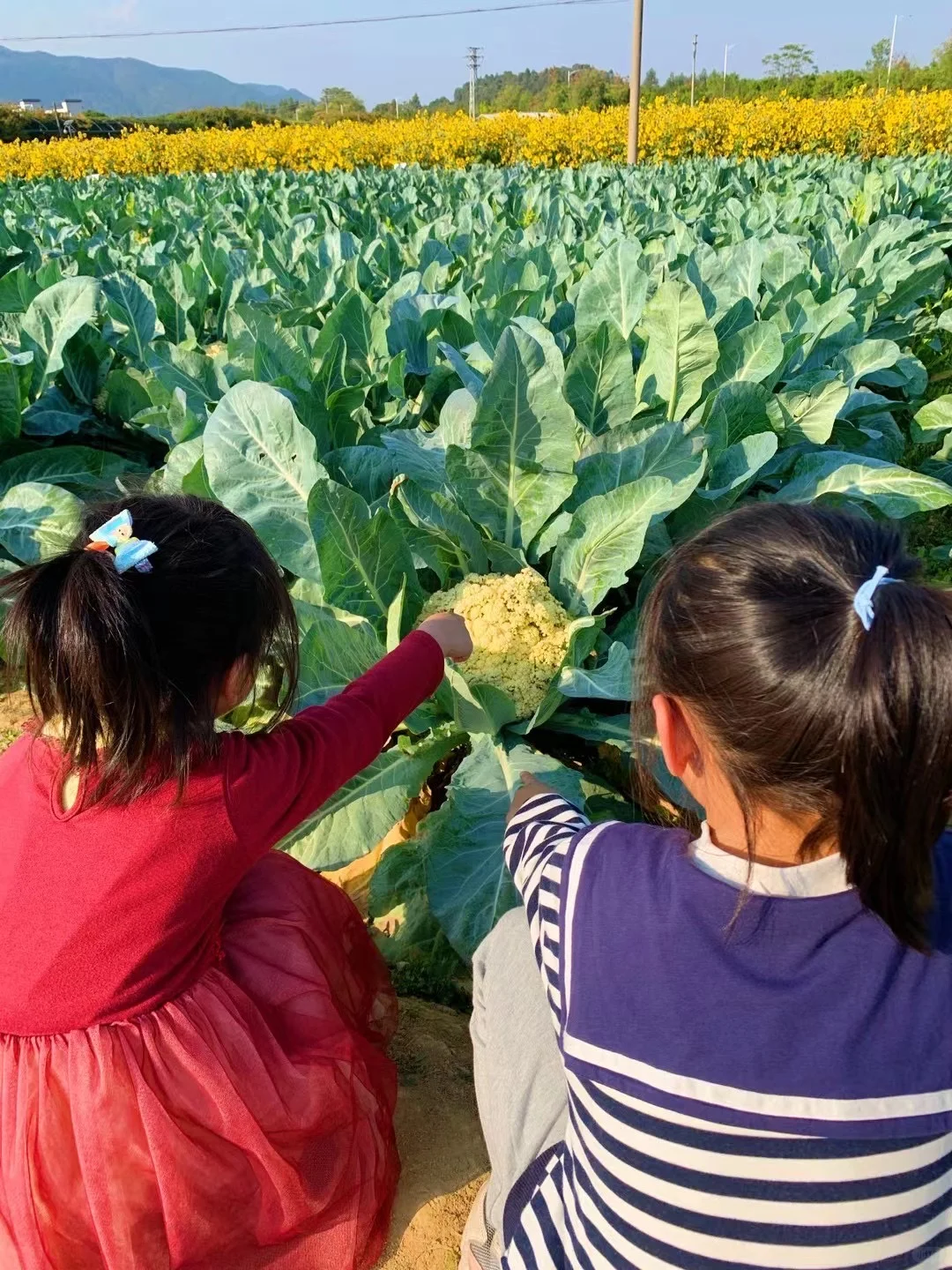 佛山农科院|限时免费开放❗最全攻略来啦