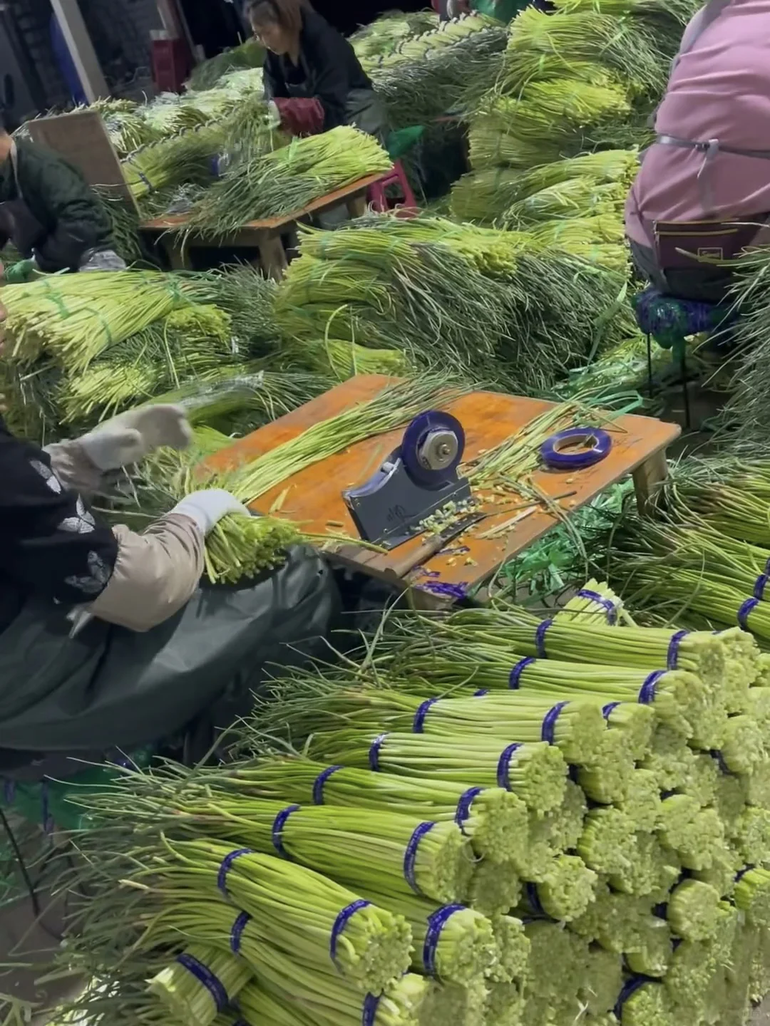 老爸说六块钱发一箱，也不要烂地里！