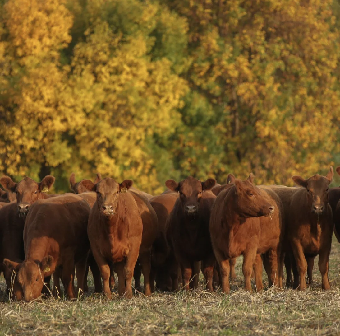 如何实施动物福利？🐄🌱