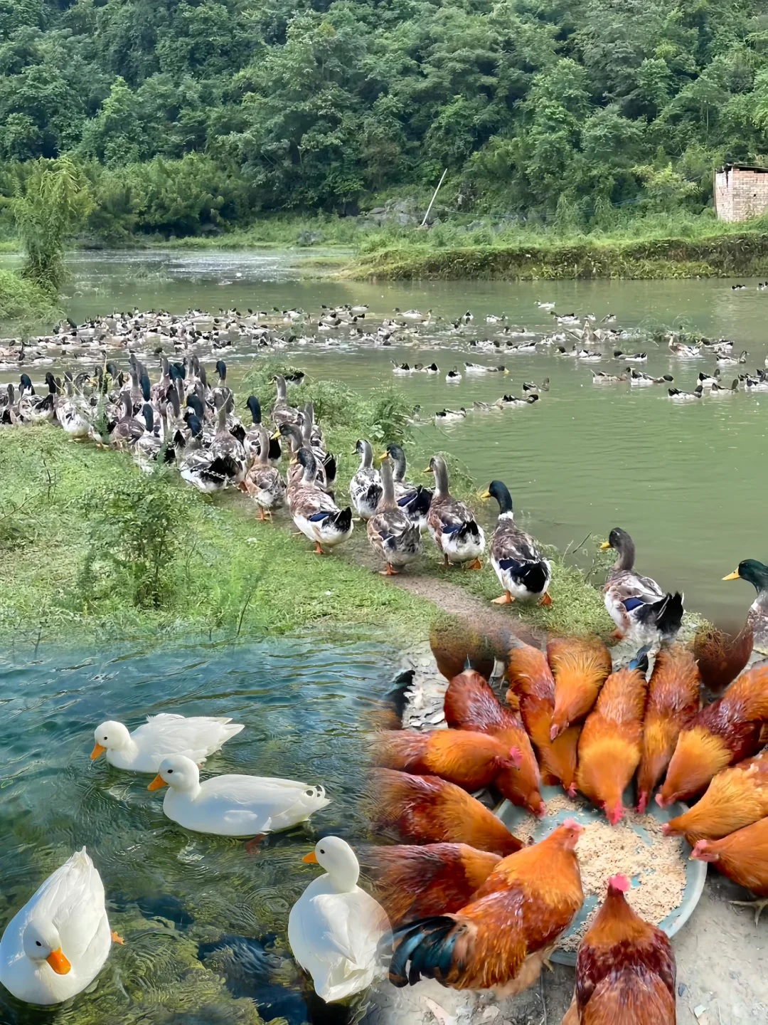 绍兴平水散养的山地鸡鸭鹅🐔肉质Q弹