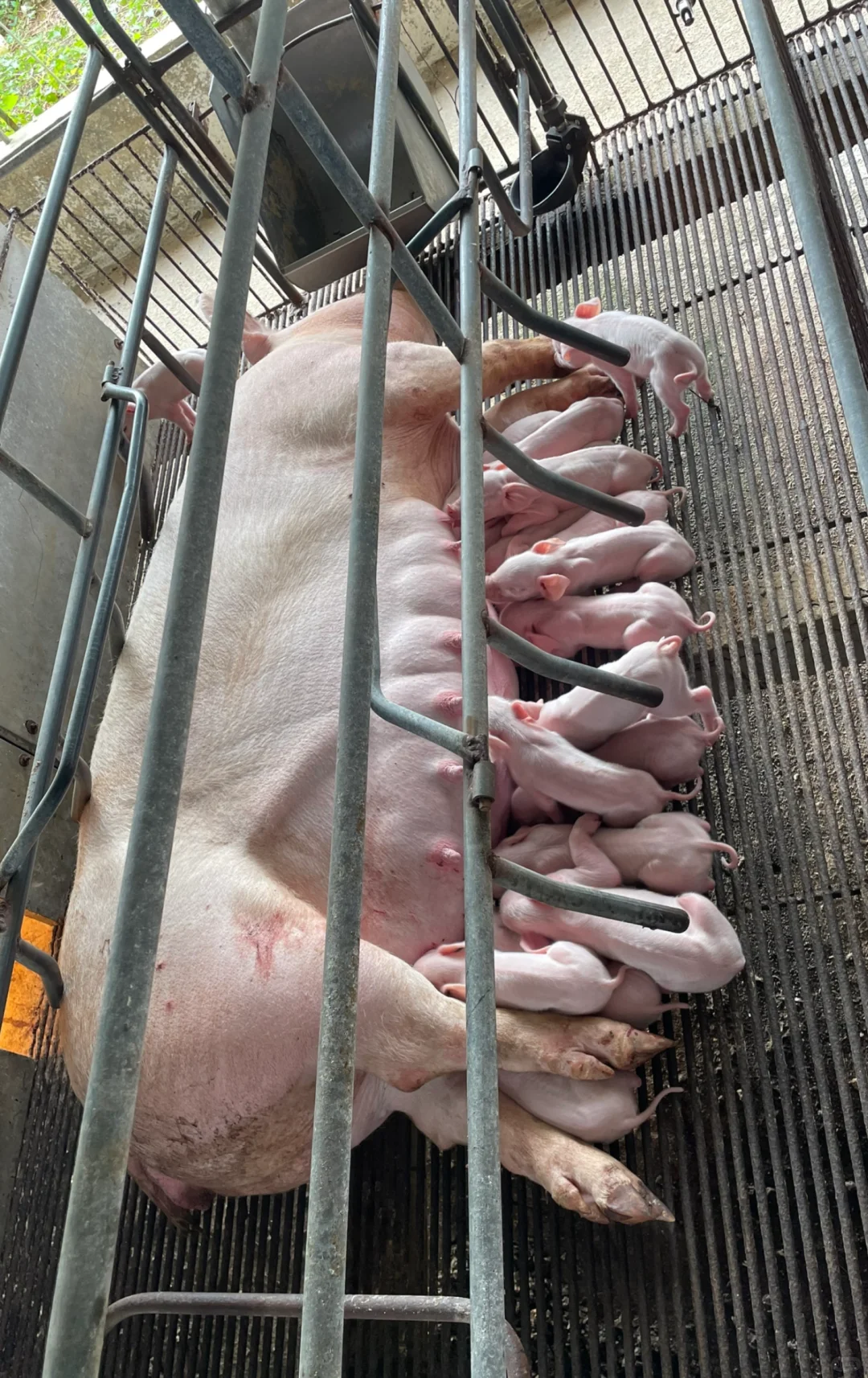 兽医专业毕业后进猪场——产房篇