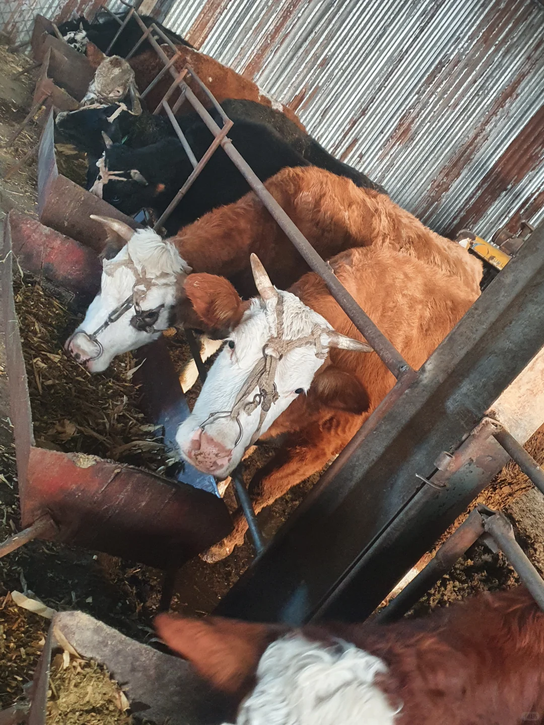 自家牛场之－小牛🐮