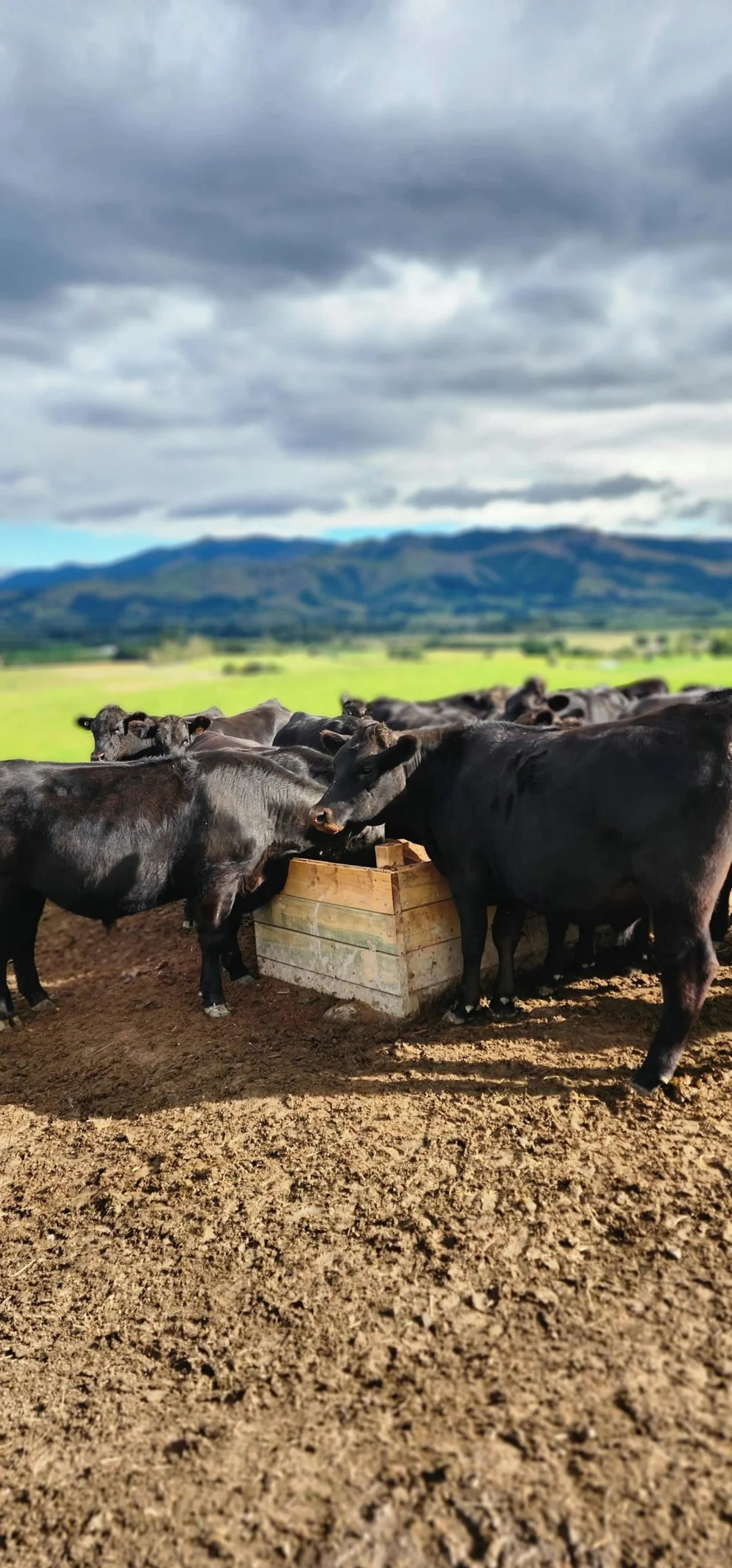 我们实现了从牧场直接到您餐桌