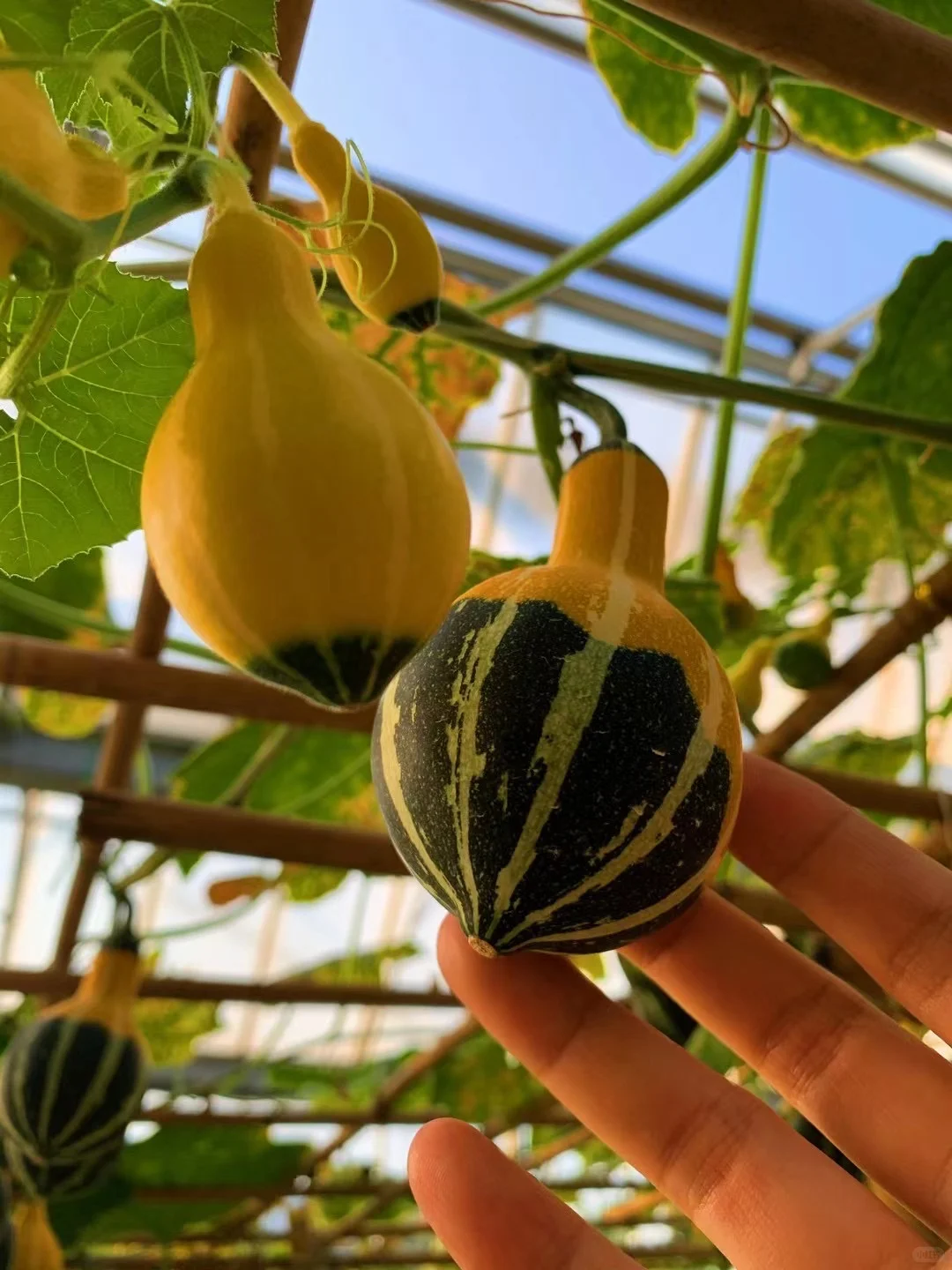 佛山农科院|限时免费开放❗最全攻略来啦