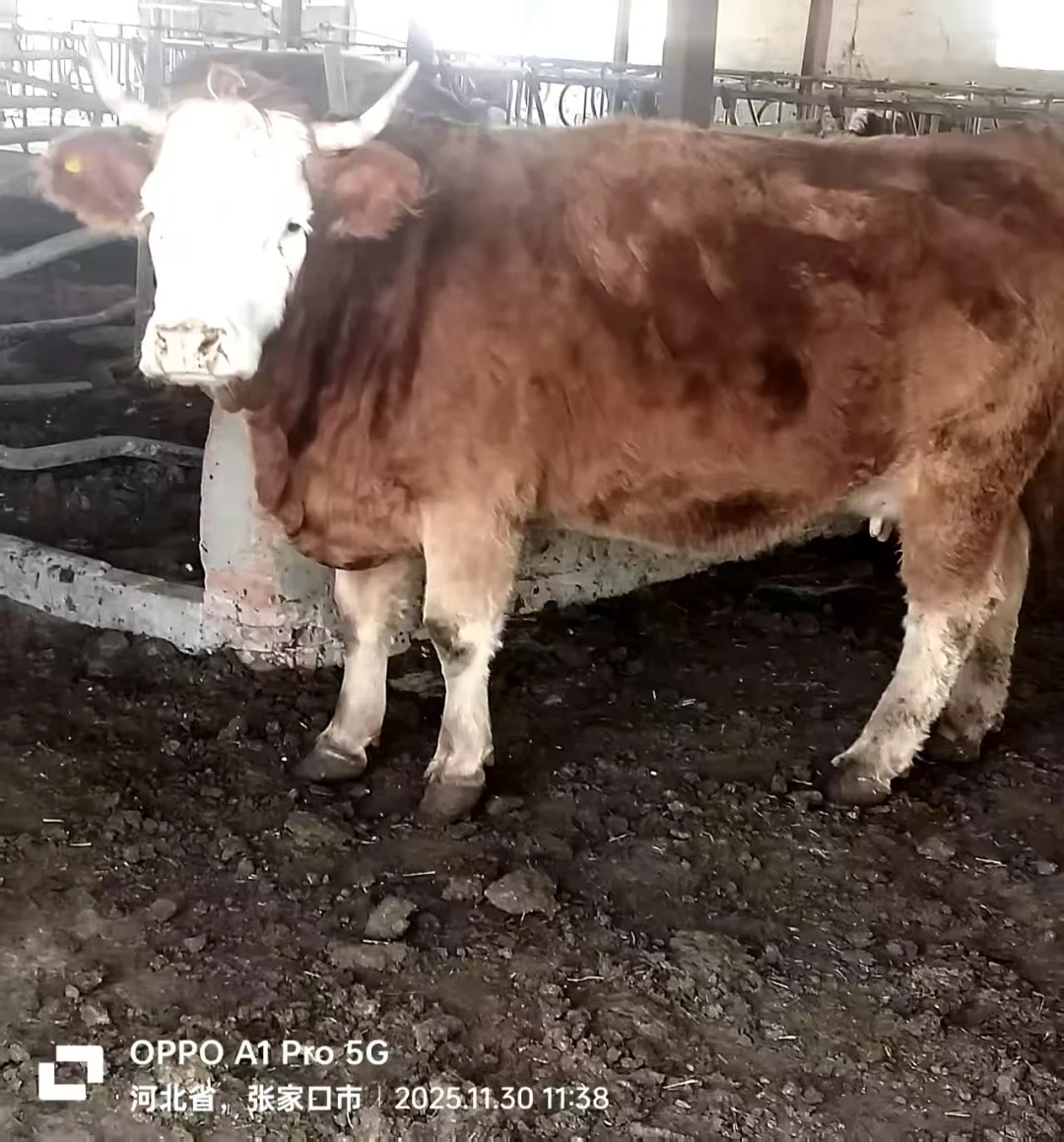 张家口活畜勘察1230
