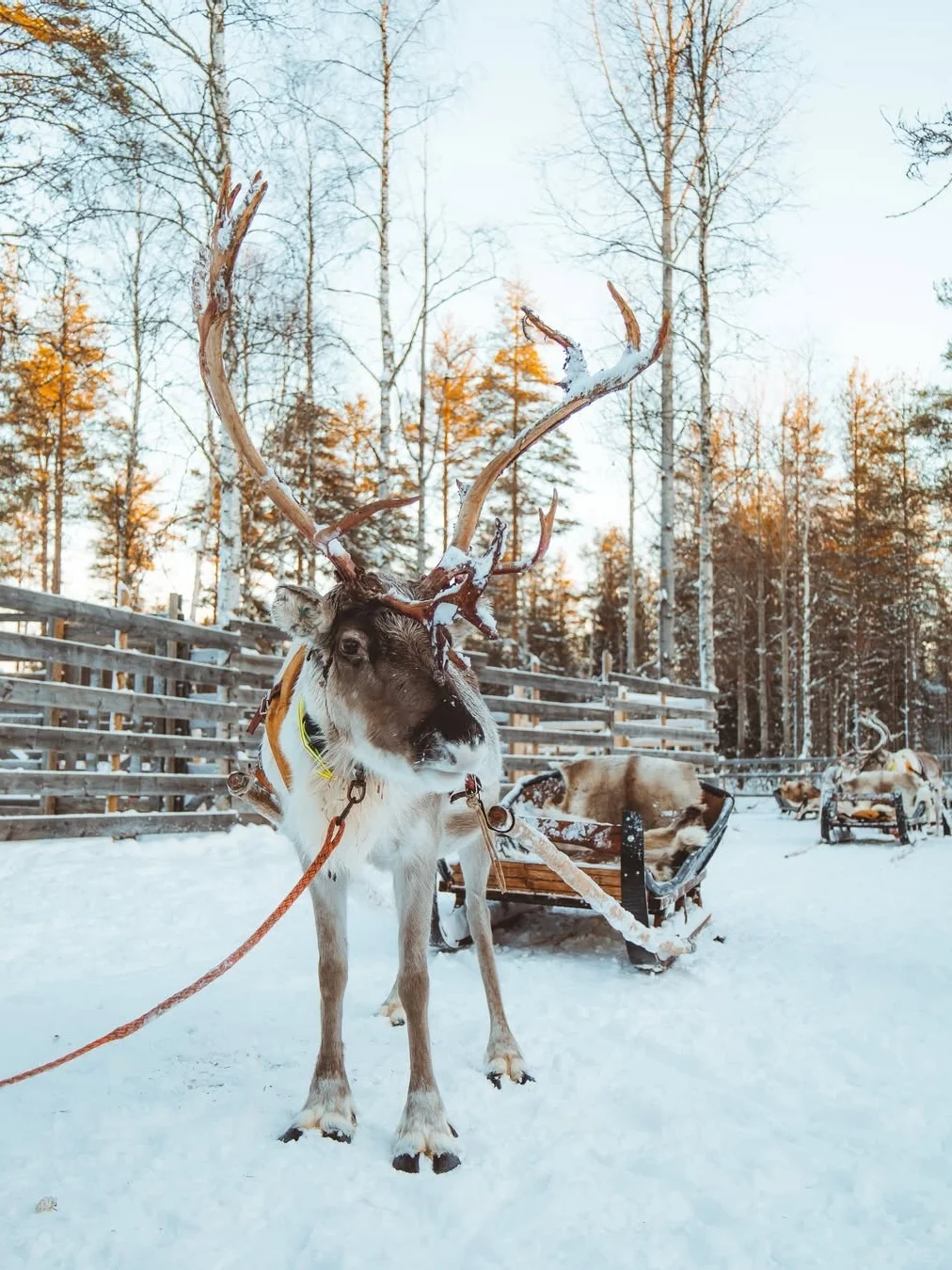 北欧三国7日邂逅北极光‼️穿越童话圣诞村