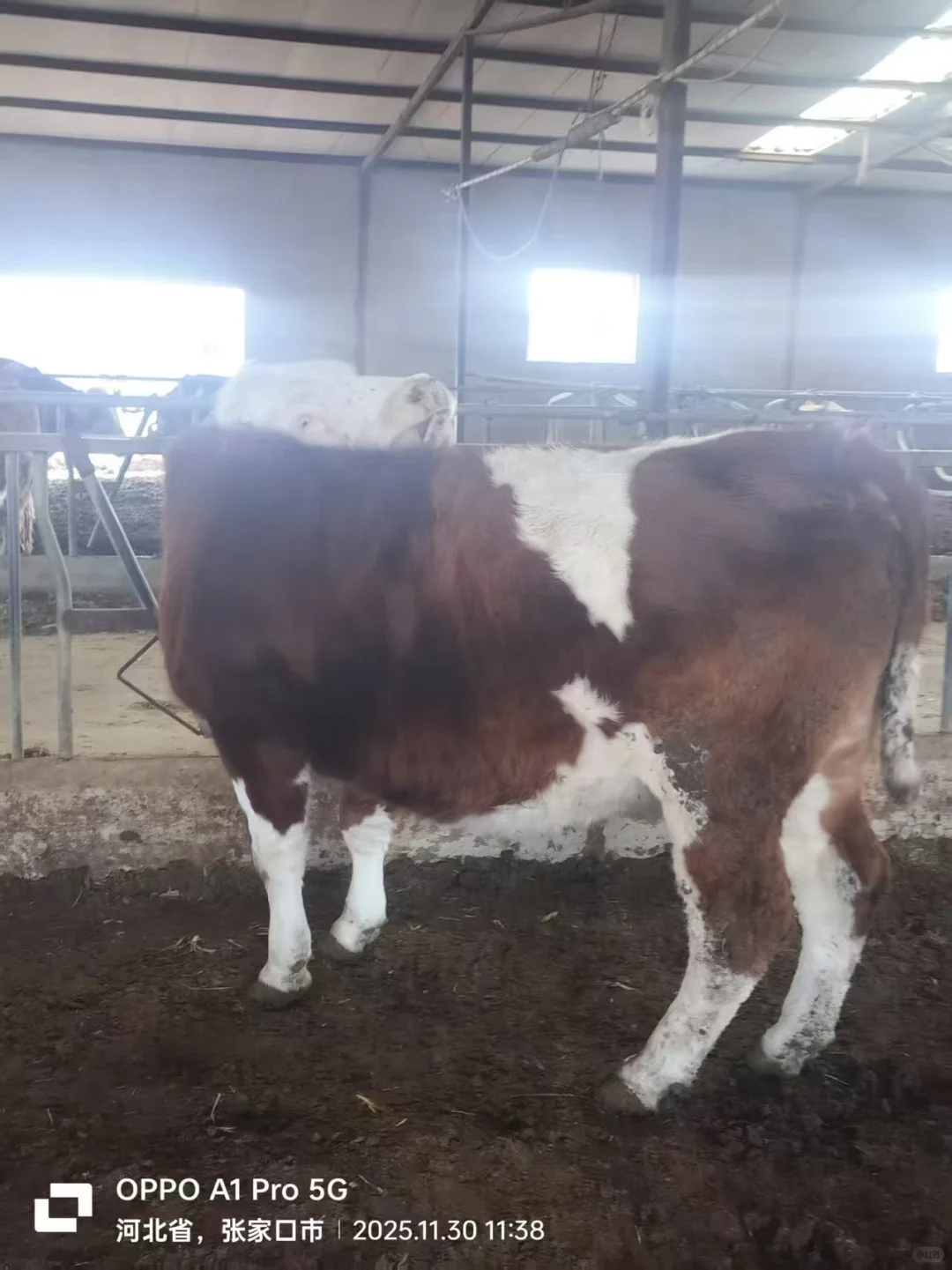 张家口活畜勘察1230