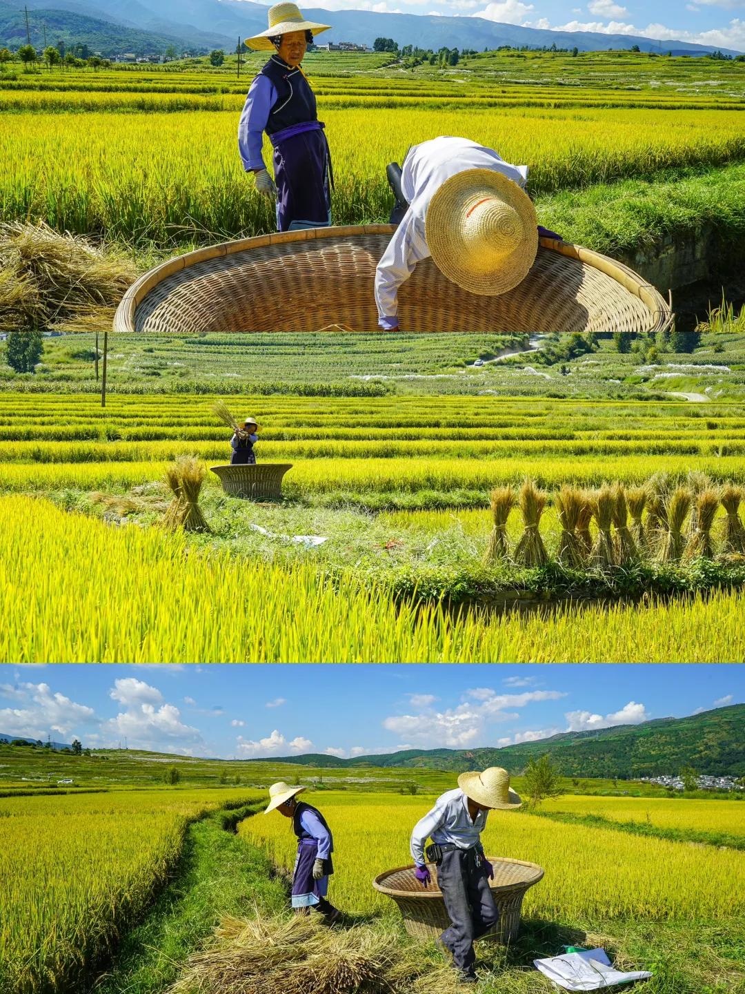 秋日稻浪 | 丰收前最美的沉默与期待 🍂🌾