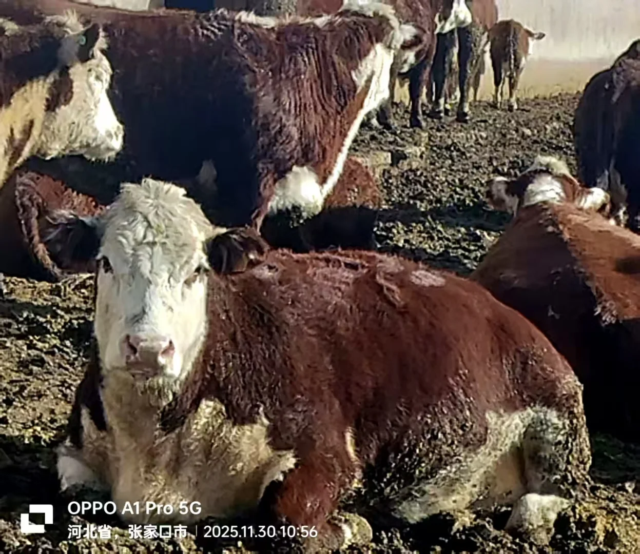 张家口活畜勘察1230