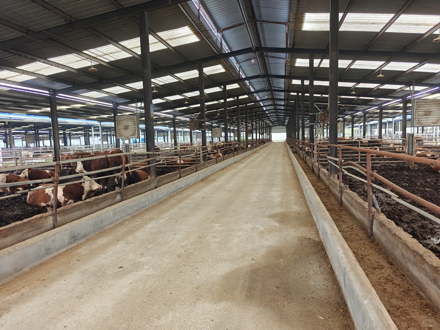 乡村振兴的“牛”故事 🐂✨****