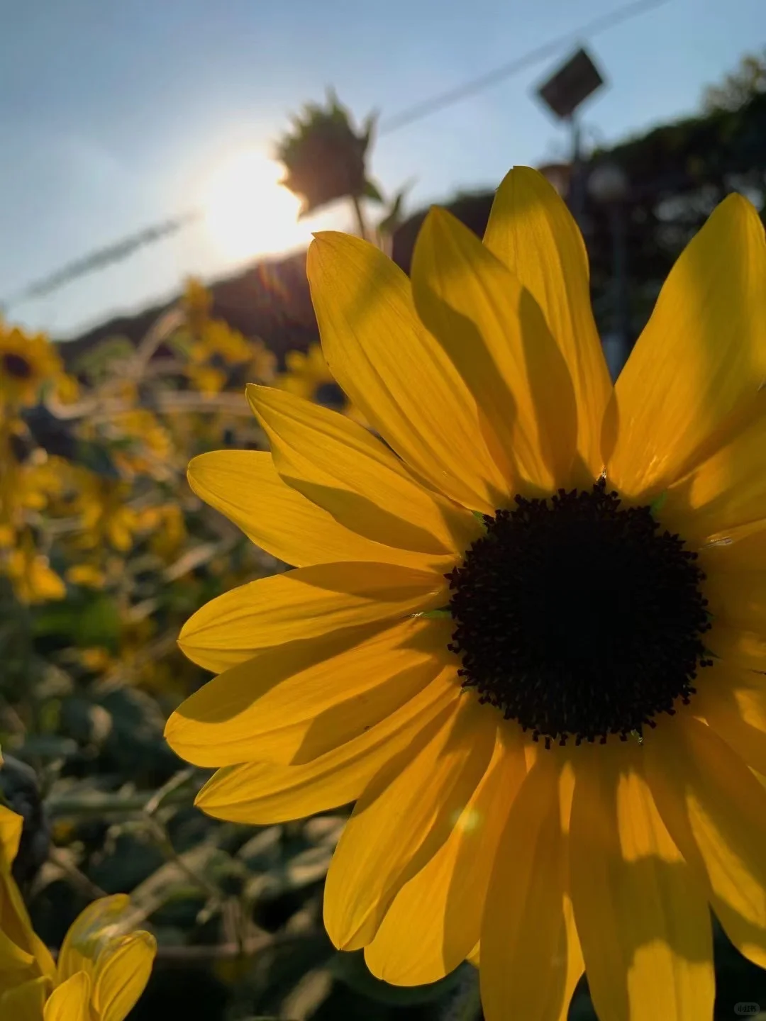 佛山农科院|限时免费开放❗最全攻略来啦