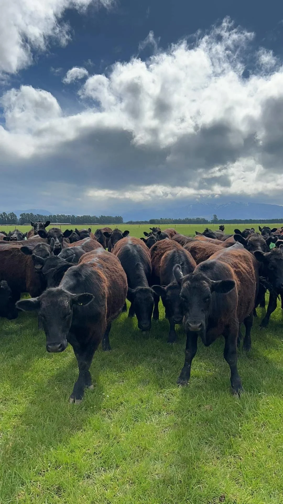 我们实现了从牧场直接到您餐桌