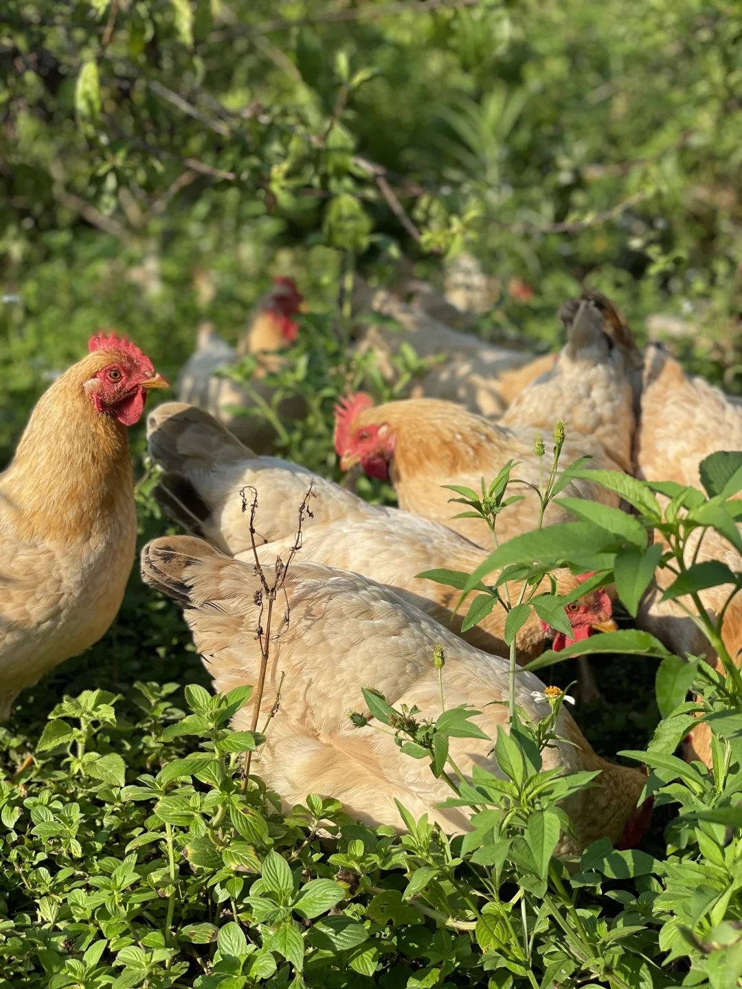 散养的快活鸡，没有烦恼的鸡会更美味吧