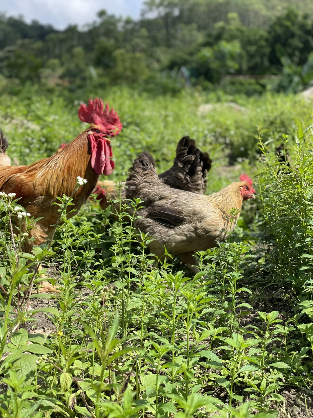 散养的快活鸡，没有烦恼的鸡会更美味吧