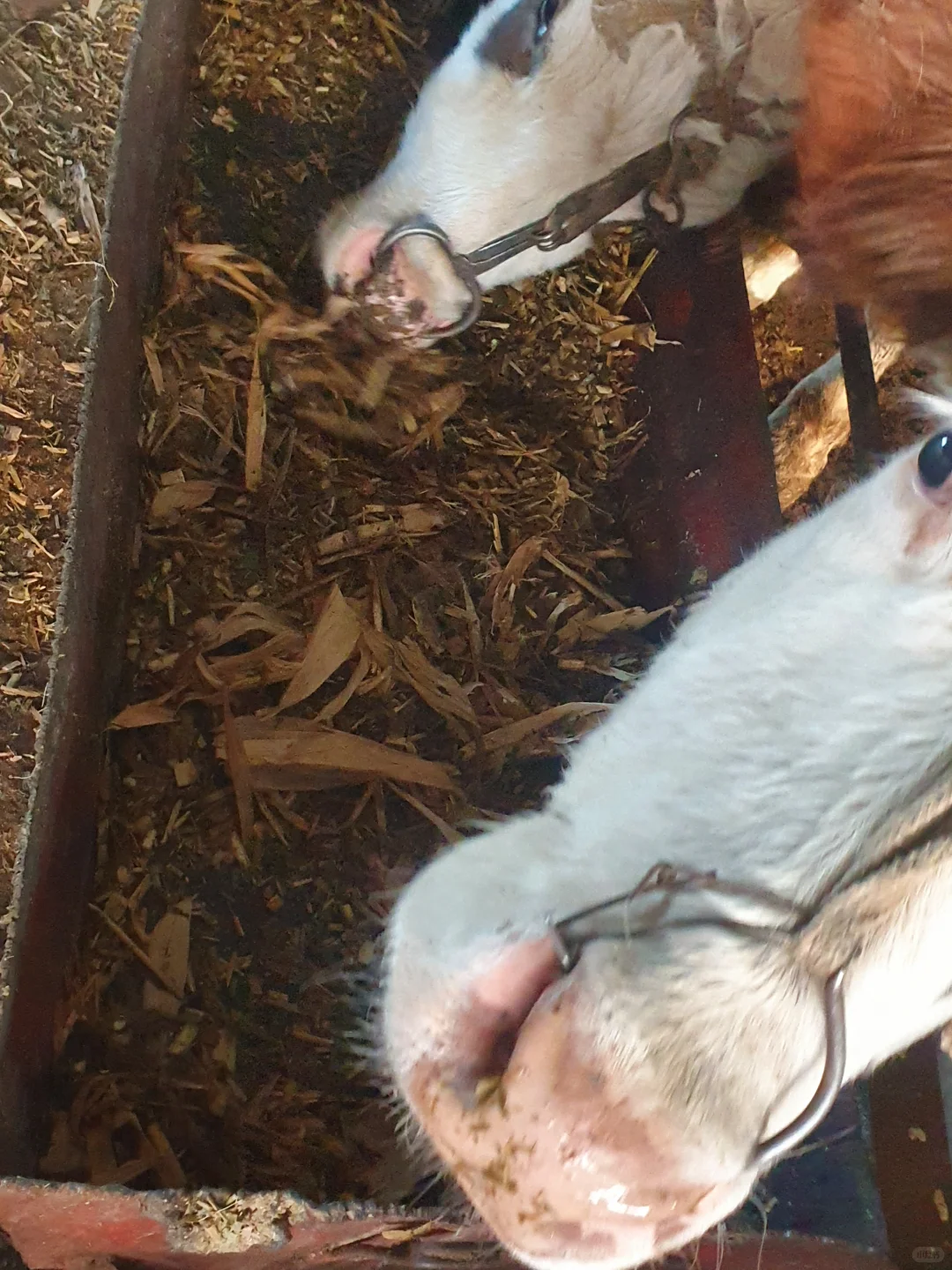 自家牛场之－小牛🐮