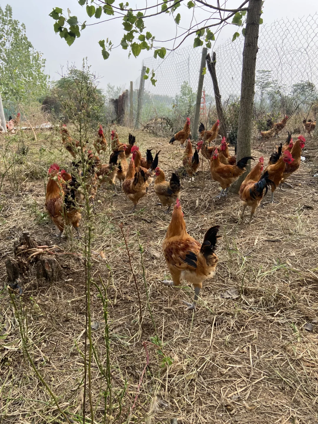 为什么农家散养土鸡更好？不懂的进来看看😱