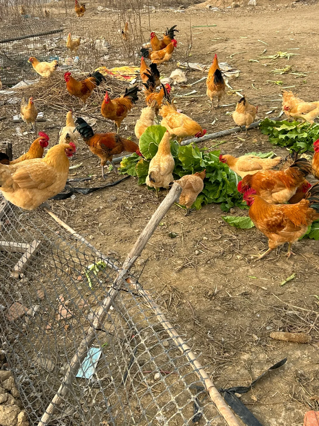 🐔正宗土鸡，城里买不到，农村卖不掉