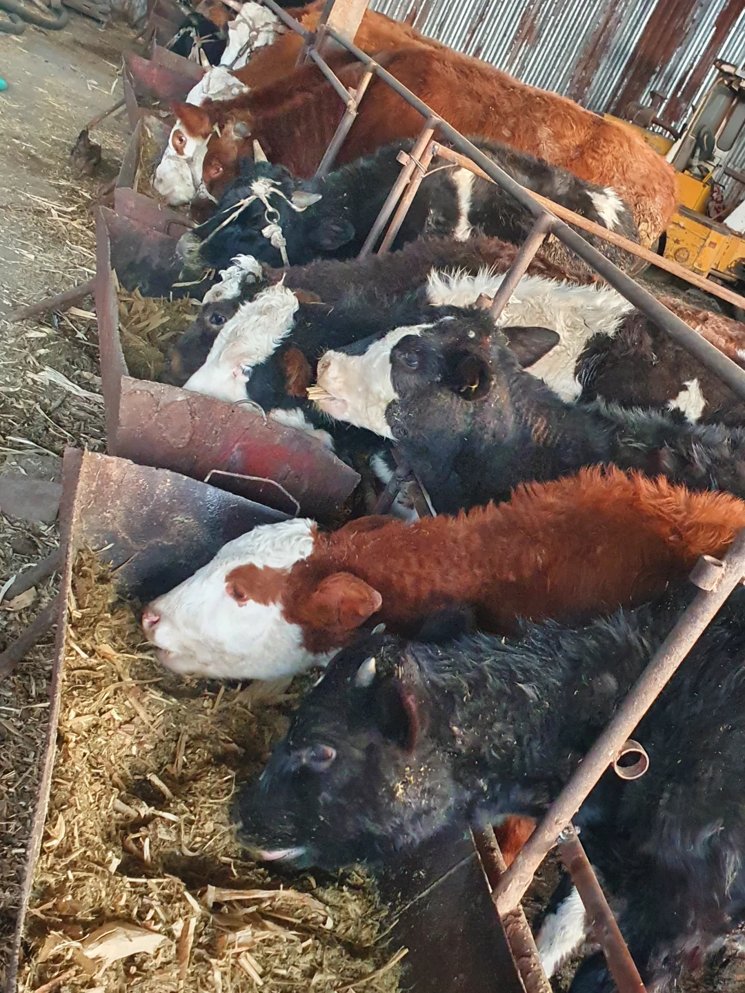 自家牛场之－小牛🐮