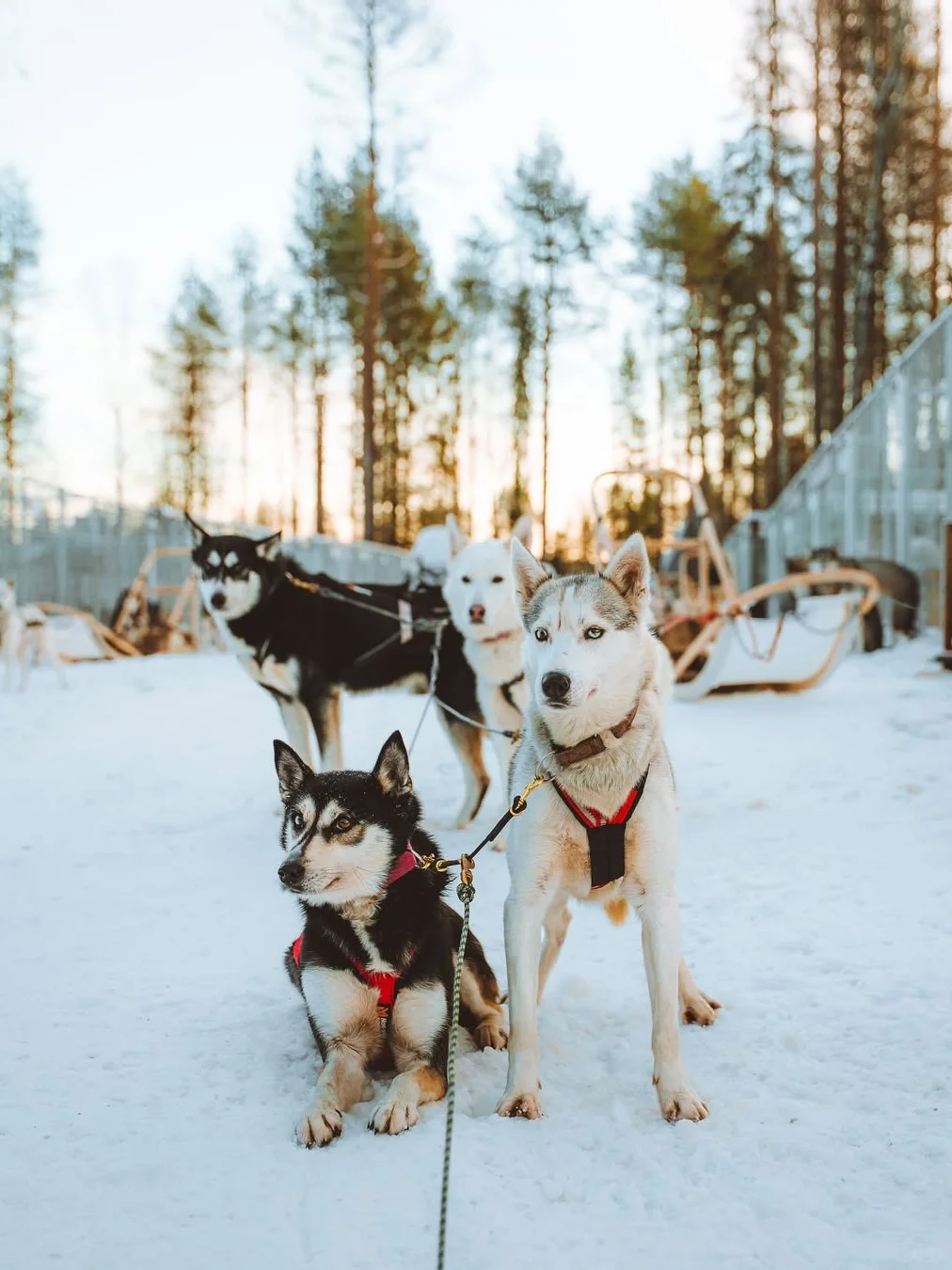 北欧三国7日邂逅北极光‼️穿越童话圣诞村