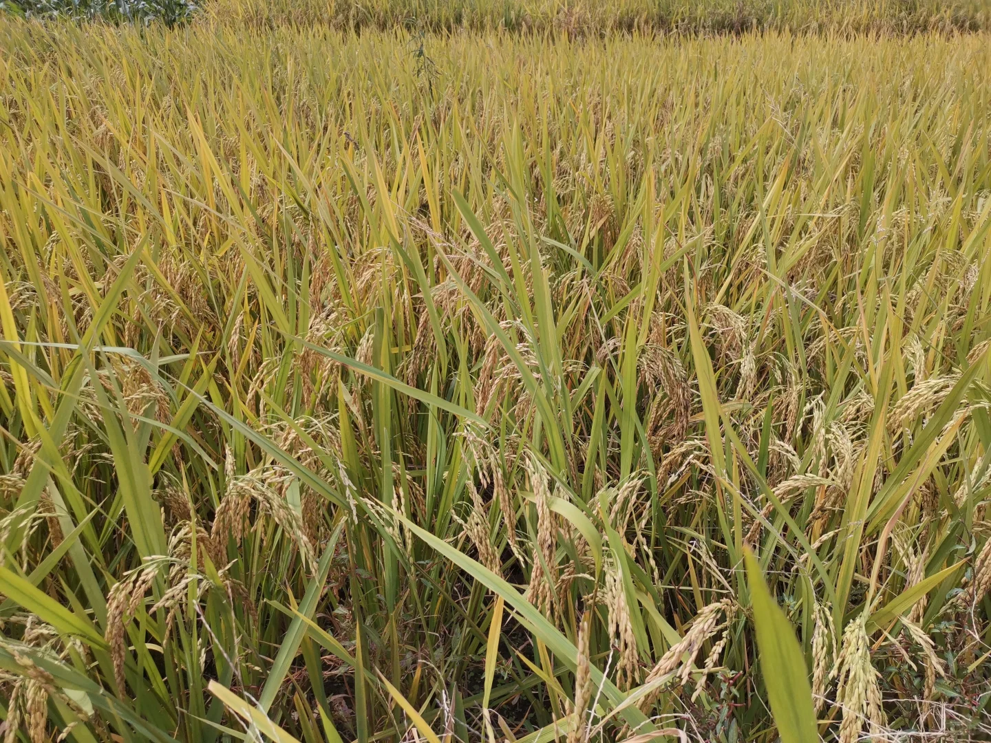 江西农业大学水稻田