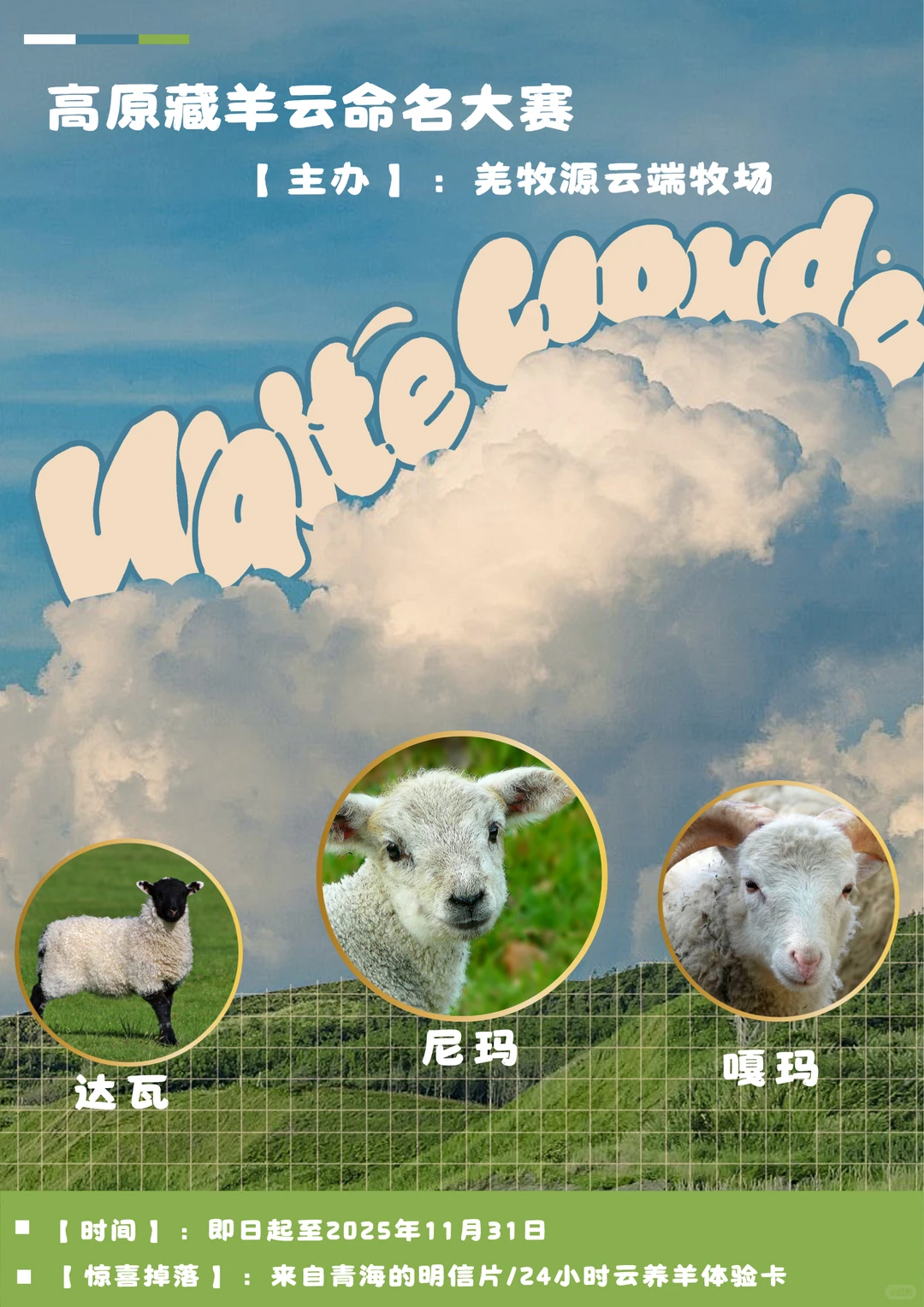 如果在青海认养一只羊，你想叫它啥名呢？