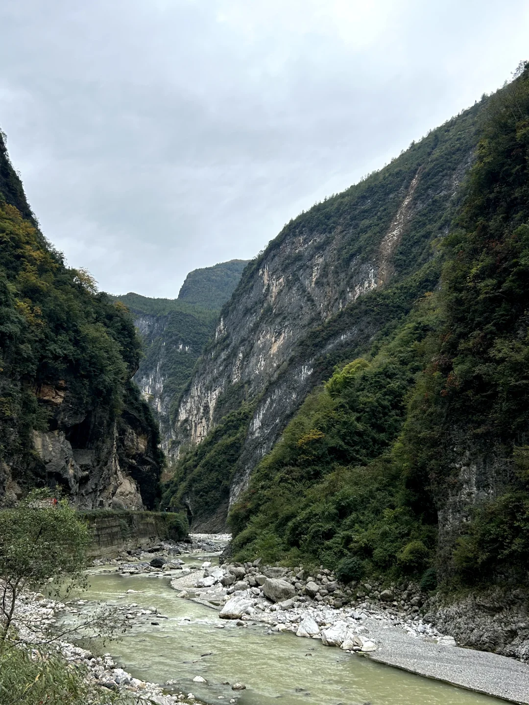 带你了解不一样的崖柏产区巫溪和城口料