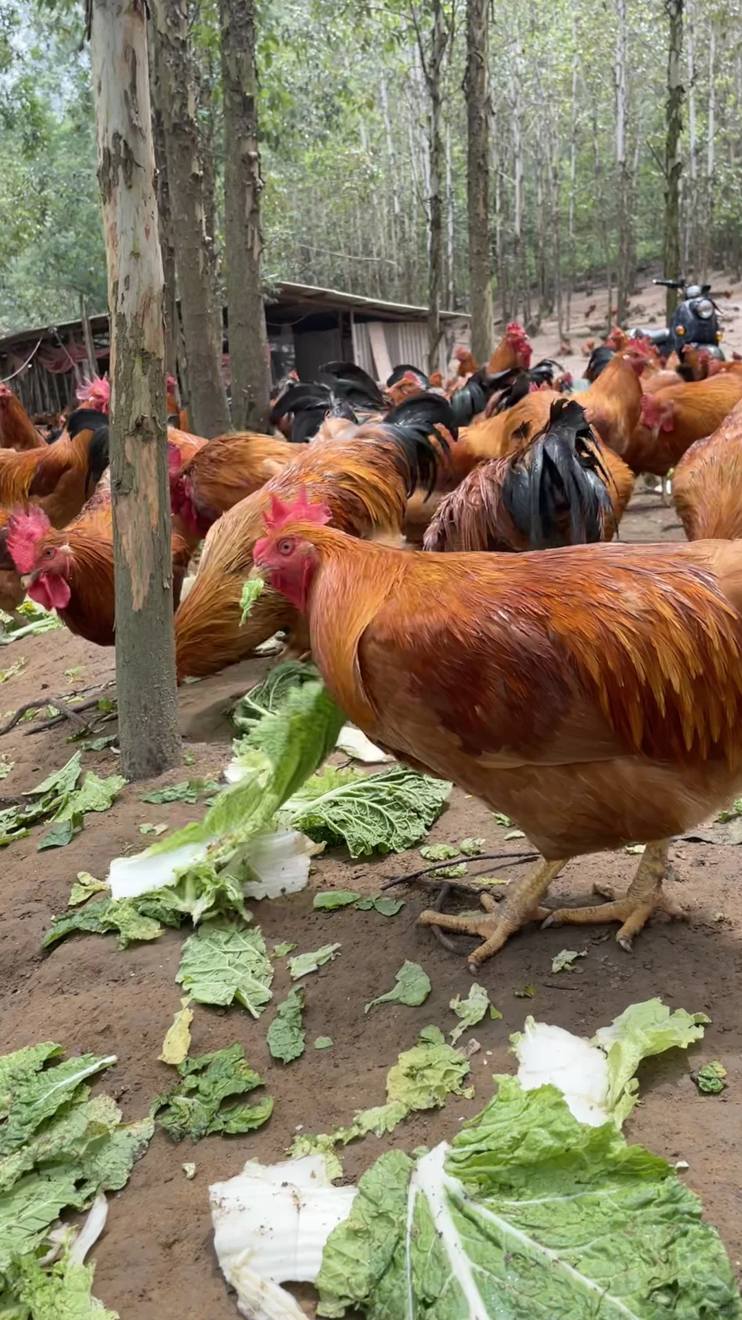 放养土鸡依山傍水