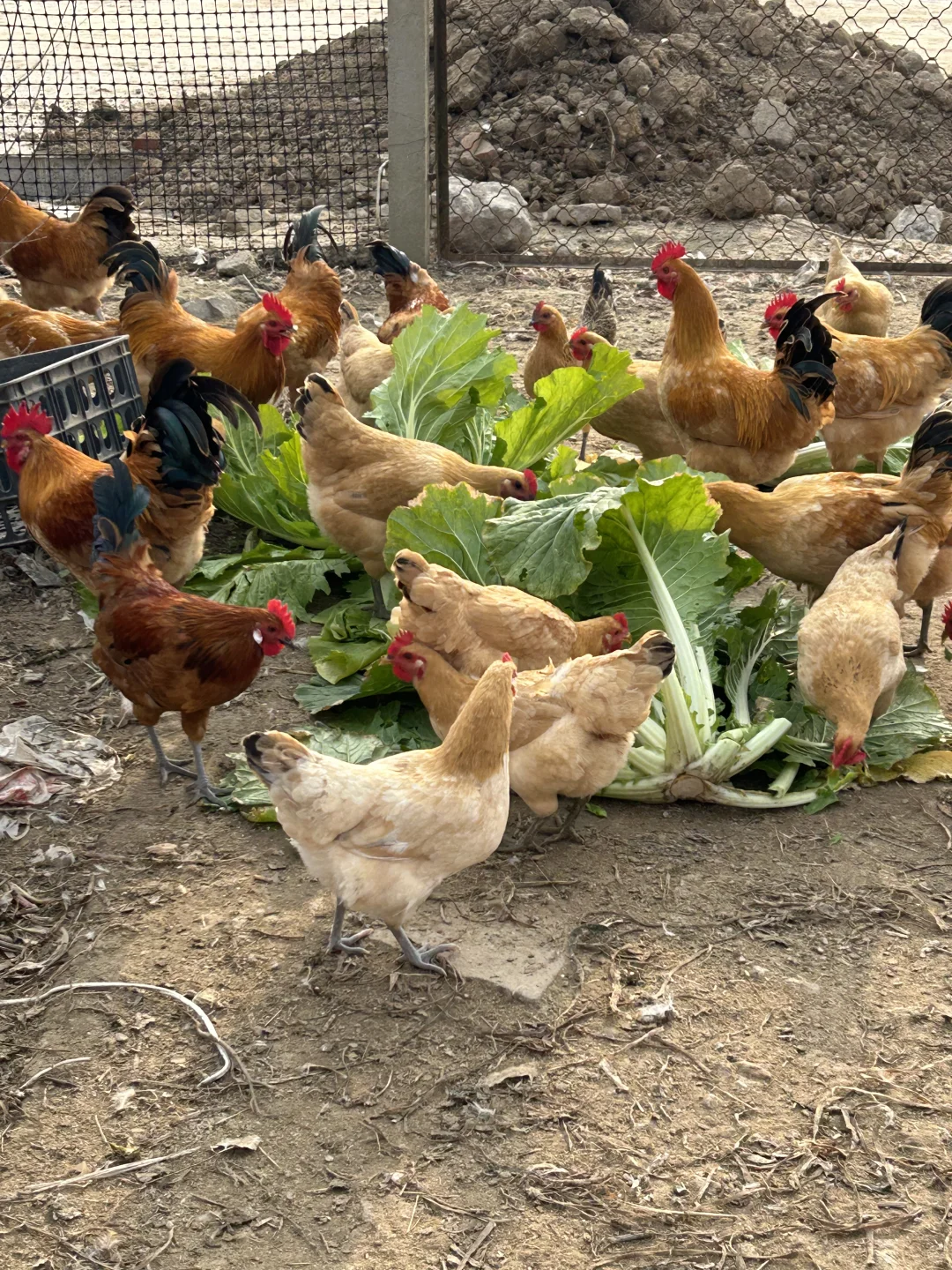 🐔正宗土鸡，城里买不到，农村卖不掉